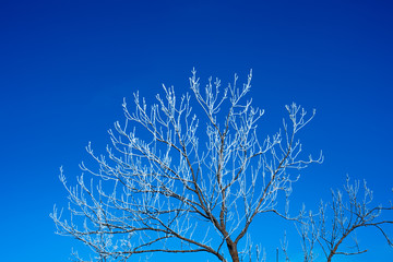Winter tree in clear day. Blue sky. 