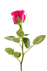 Single beautiful rose isolated