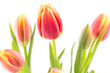 Naklejka premium Spring tulip flowers