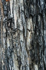 Tree bark texture