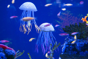 Fototapeta na wymiar Little medusas in aquarium. Ocean or sea inhabitants, fishes, water plants. Diving. Jelly fish.