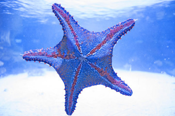 Starfish in water. Aquarium inhabitant, asteroid, sea star, ocean.