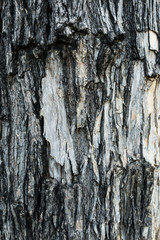 Tree bark texture