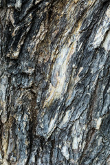 Tree bark texture