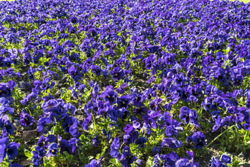 Viola tricolor. Blue pansies. Flowerbed with pansies. Flower carpet with pansies. Flower meadow with blue flowers. Flower meadow with pansies. Many flowers. Sea of flowers. 
