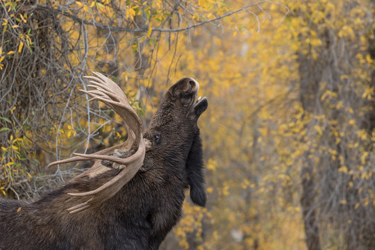 Fototapeta Rutting Bull Moose in Teton National Park Wyoming in Fall
