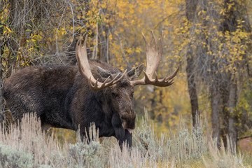 Rutting Bull Moose in Teton National Park Wyoming in Fall
