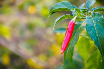 Red Chilli in the garden