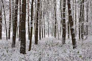 The trunks of  coniferous trees covered with snow after a snowfall in forest. Winter background, wallpaper.