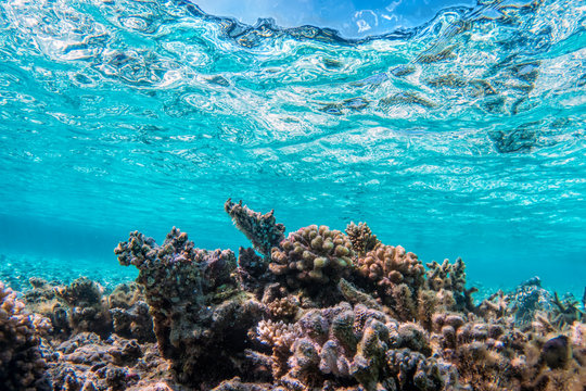 Fototapeta Underwater coral reef and fish in Indian Ocean, Maldives.