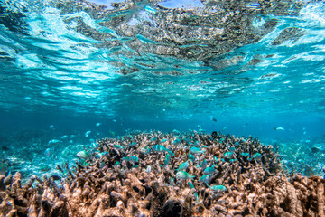 Fototapeta na wymiar Underwater coral reef and fish in Indian Ocean, Maldives.