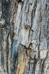 Tree bark texture