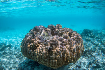 Underwater coral reef and fish in Indian Ocean, Maldives.