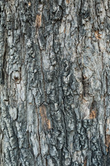 Tree bark texture