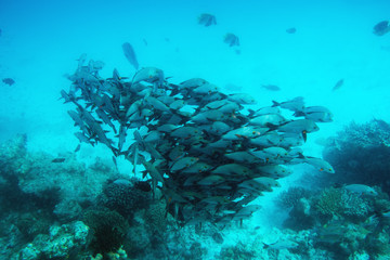 Fototapeta na wymiar School of fish fish in Indian Ocean, Maldives.