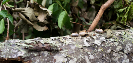 The red palm weevils from a fallen palm tree