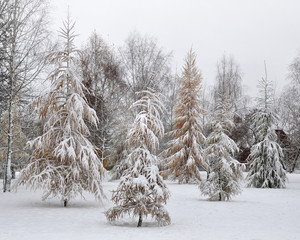 Dwarf trees covered with snow after a snowfall in winter.