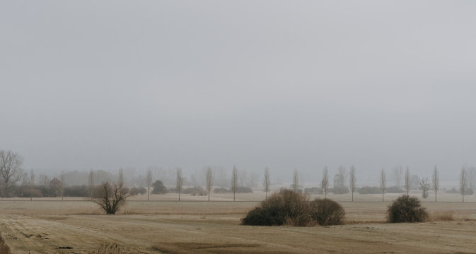 Trees in foggy field, analog film look