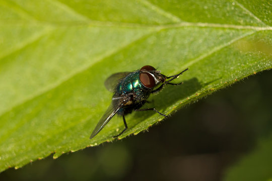 Close up of a common green bottle fly on a leaf