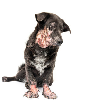 Dog Sick Leprosy Skin Problem With White Background