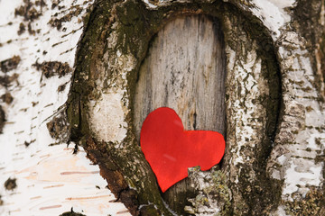 red heart & birch tree