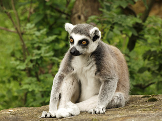 Ring-tailed lemur