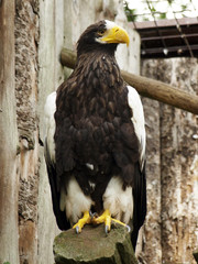 eagle