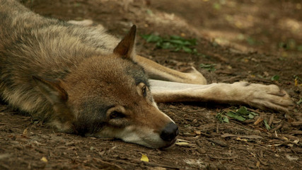 sleeping wolf
