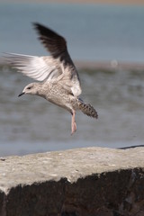 Seagull on landing