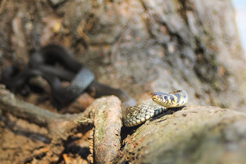 Snake on a tree