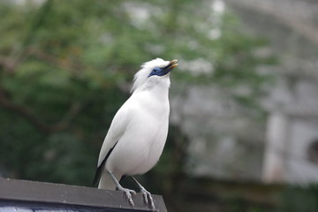 Bird