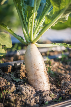 Close up white radish growing in field plant agriculture farm.