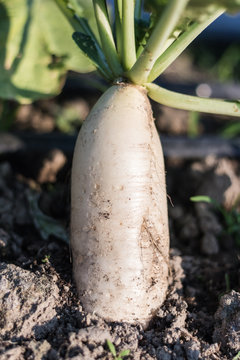 Close up white radish growing in field plant agriculture farm.