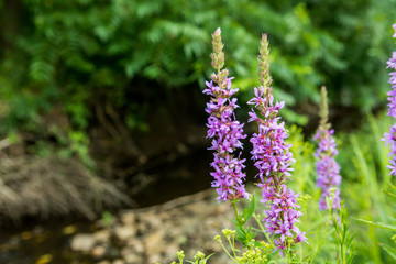 Obraz premium Purple Loosestrife destroying wetlands habitat in New York State