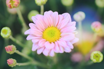 the Chrysanthemum is blooming in the garden in closeup