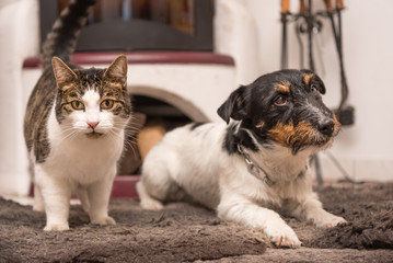 Katze und Jack Russell Terrier zusammen vor dem Kamin 