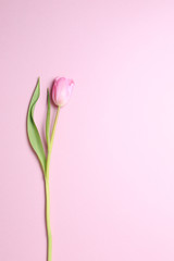 Pink tulips on the pink background. Flat lay, top view.  Valenti