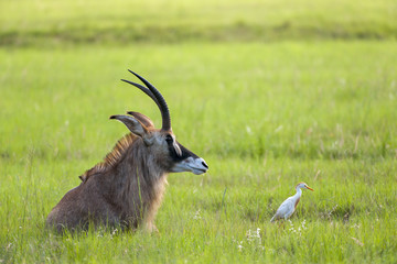 Roan antelope (Hippotragus equinus) and cattle egret (Bubulcus ibis). Swaziland