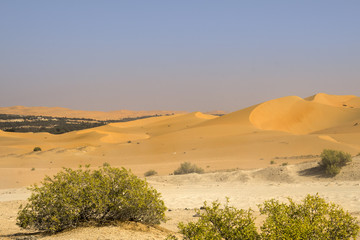 Fototapeta na wymiar sand dunes and oasis view