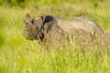 Black rhinoceros or hook-lipped rhinoceros (Diceros bicornis). KwaZulu Natal. South Africa