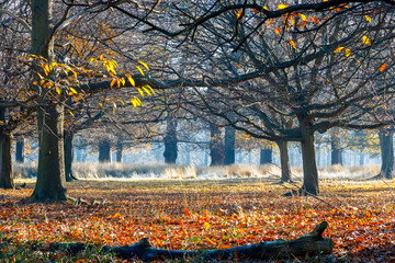 Obraz premium Woods in Richmond Park, London