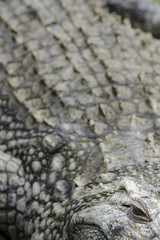 Nile crocodile (Crocodylus niloticus). KwaZulu Natal. South Africa