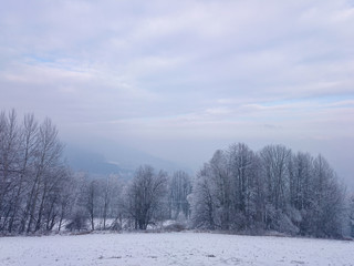 Snow meadow with snowy trees in landscape
