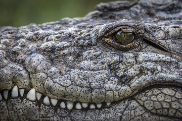 Obraz premium Nile crocodile (Crocodylus niloticus). Detail of eye, ear and teeth. KwaZulu Natal. South Africa