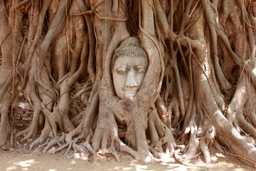 The Head of sandstone Buddha in tree roots at Wat Mahathat, Ayutthaya, Thailand