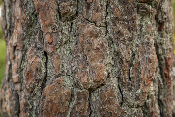 Closeup pine bark textured