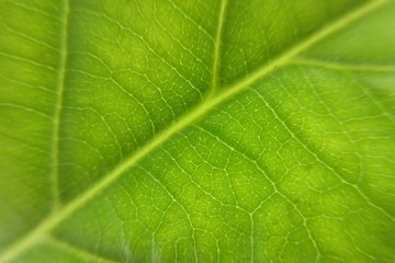 Green leaf of avocado tree