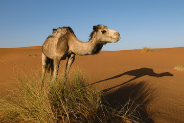 Side of camel with shadow on the ground, Morocco 