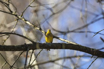 Yellowhammer sitting on a tree branch