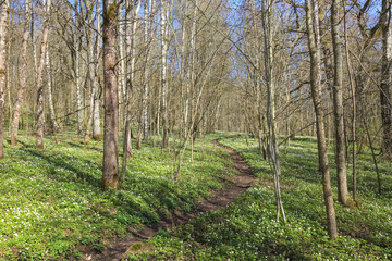 Obraz premium Wood anemone forest
